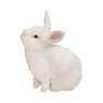 white bunny png