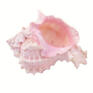 pink conch shell png